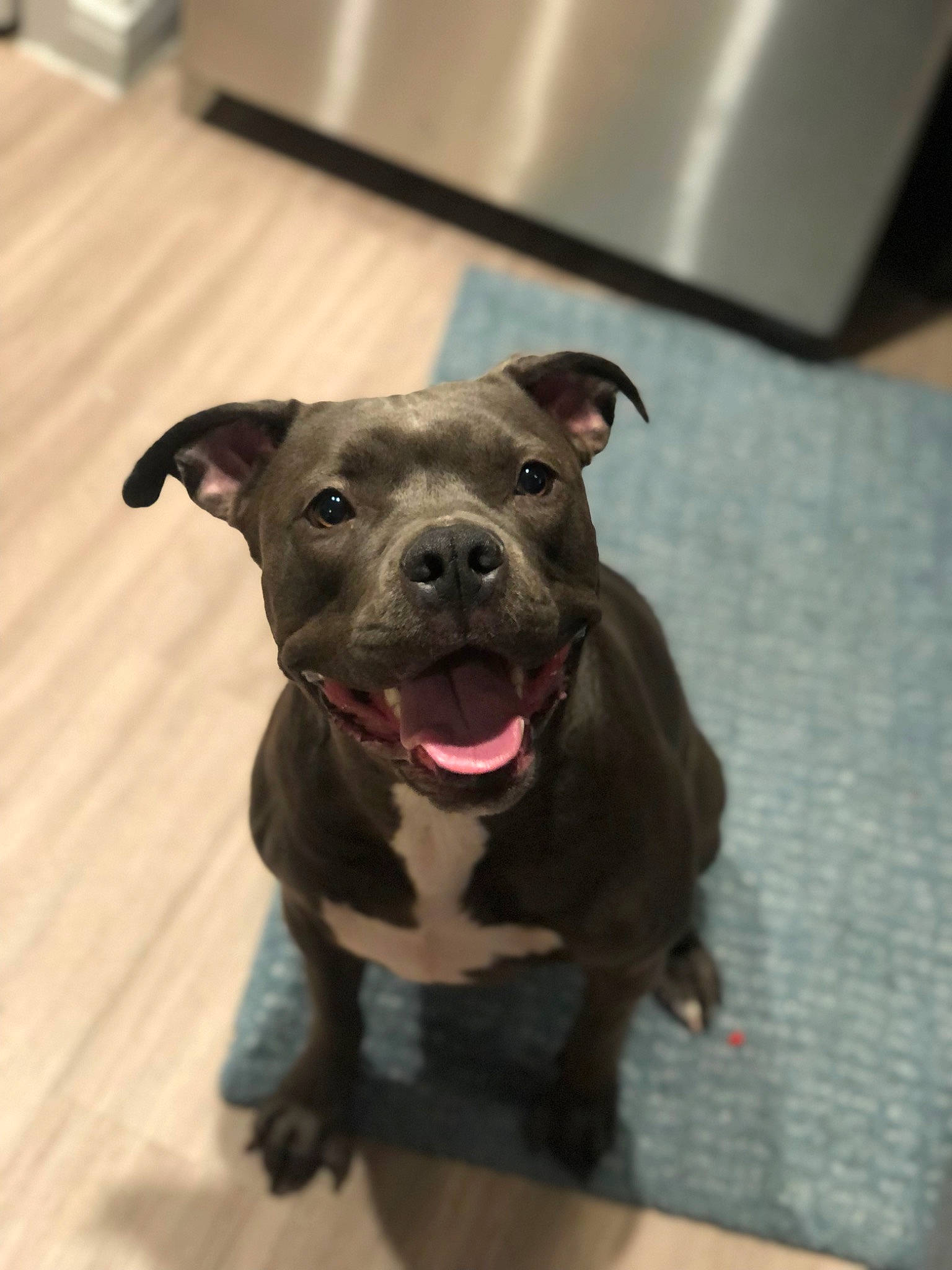 Mayze joined the competition — help win amazing prizes! borador, canidae, carnivore, collar, companion_dog, dog, dog_breed, dog_collar, fawn, flooring, fur, guard_dog, non_sporting_group, pet_supply, snout, sporting_group, terrestrial_animal, toy_dog, whiskers, working_animal