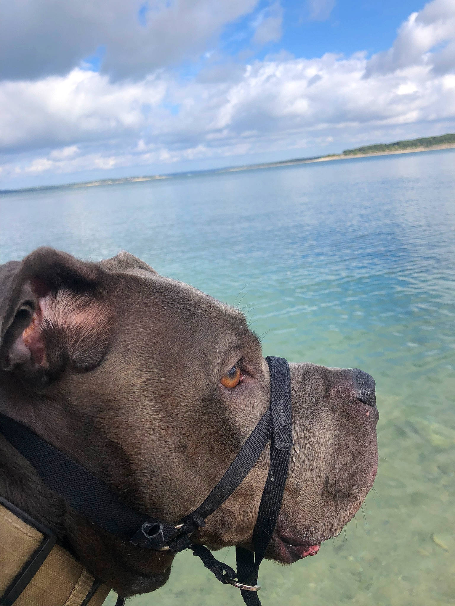 Mayze is registered to the contest to win money with this photo: beach, bridle, camel, camelid, cloud, horse_tack, lake, landscape, livestock, ocean, pack_animal, personal_protective_equipment, rein, rock, sky, snout, terrestrial_animal, water, wilderness, working_animal