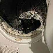 Draky participe au concours pour gagner de l'argent avec cette photo : animal, appliance, blackcat, cat, device, electricaldevice, laundry, pet, washer