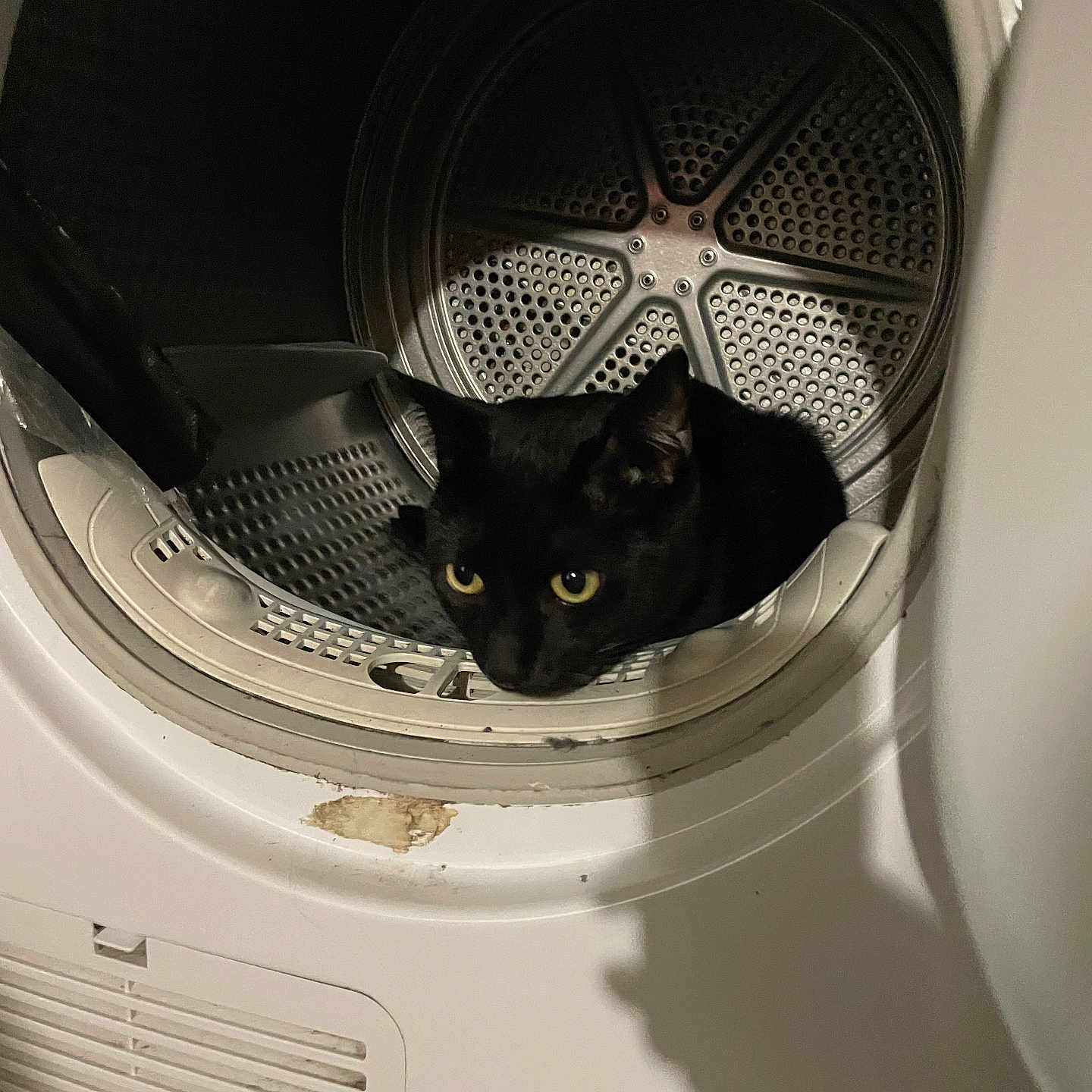 Draky participe au concours pour gagner de l'argent avec cette photo : animal, appliance, blackcat, cat, device, electricaldevice, laundry, pet, washer