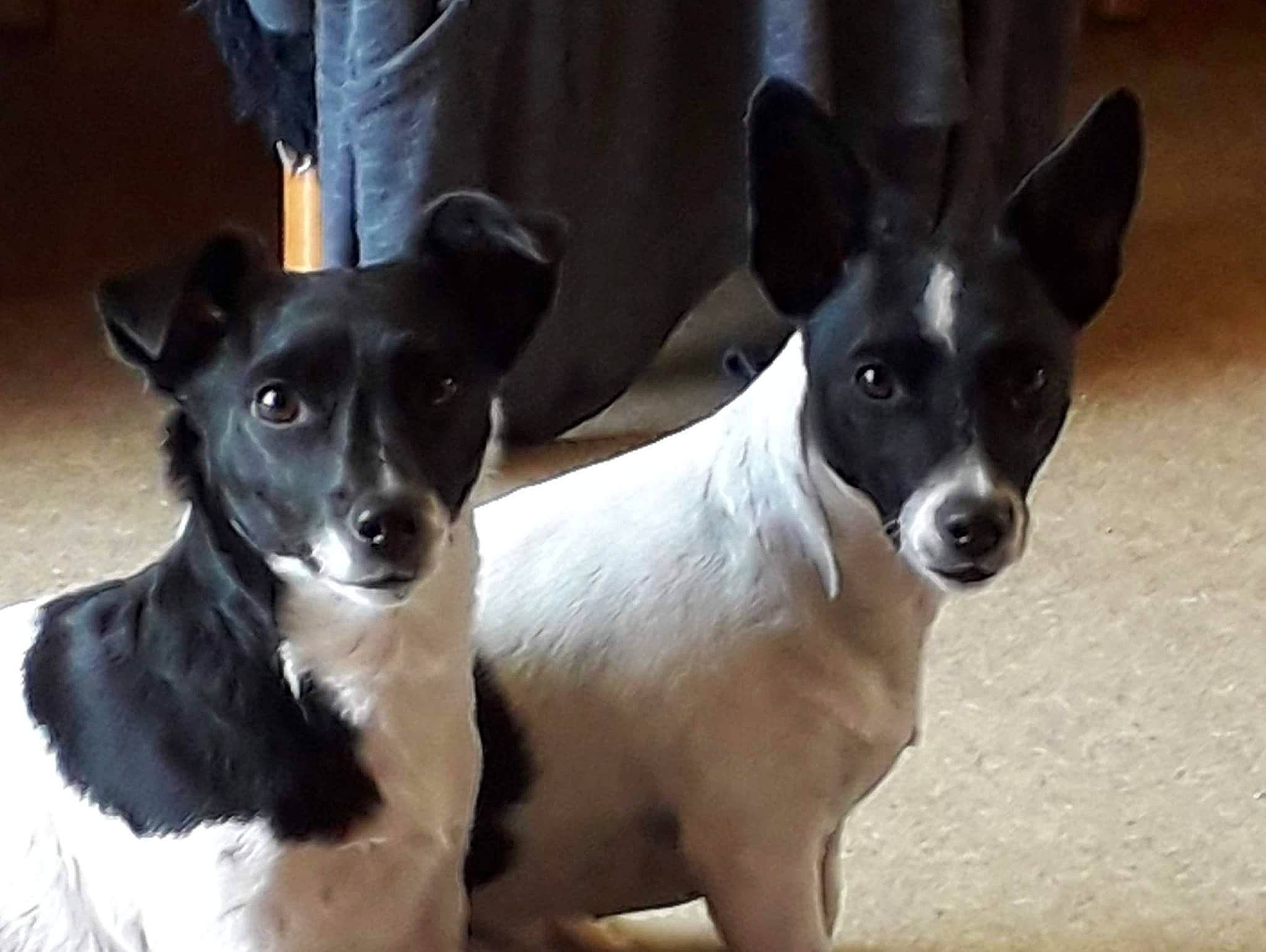 Lizzie a rejoint le concours — aidez-le/la à gagner de superbes lots ! ancient_dog_breeds, canidae, carnivore, companion_dog, dog, dog_breed, ear, non_sporting_group, small_terrier, snout, sporting_group, terrestrial_animal, terrier, toy_dog, whiskers, working_animal