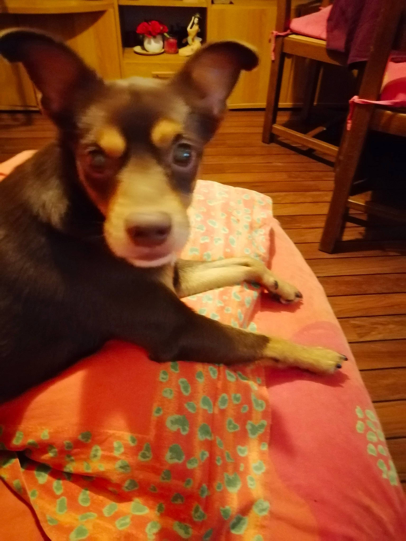 Jag participe au concours pour gagner de l'argent avec cette photo : australian_kelpie, canidae, carnivore, companion_dog, dog, dog_breed, ear, english_toy_terrier, german_pinscher, mammal, miniature_pinscher, rare_breed_dog, rat_terrier, teddy_roosevelt_terrier, toy_fox_terrier, toy_manchester_terrier