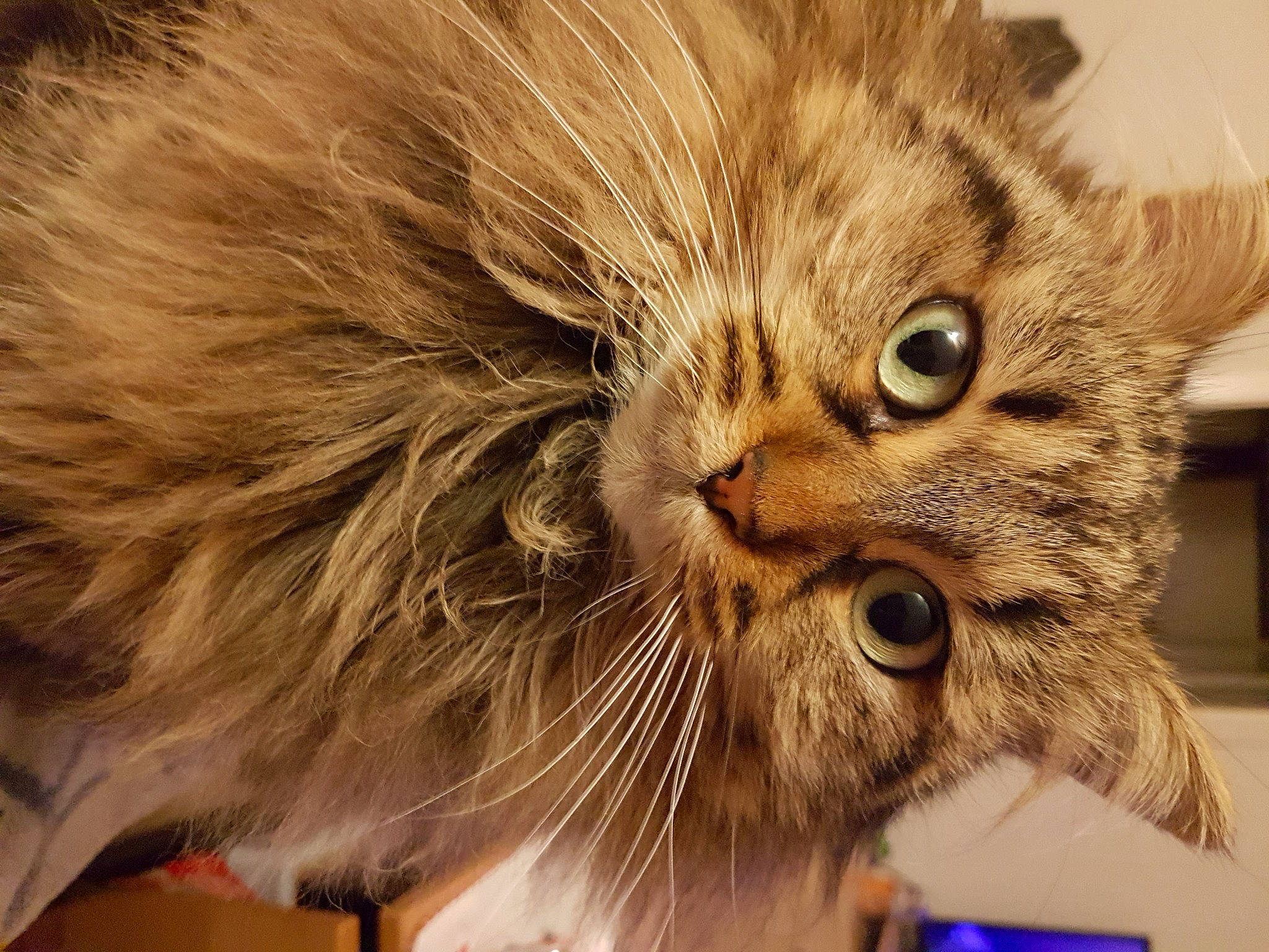 Malo participe au concours pour gagner de l'argent avec cette photo : british_longhair, carnivore, cat, claw, domestic_short_haired_cat, felidae, fur, maine_coon, paw, small_to_medium_sized_cats, snout, tail, terrestrial_animal, whiskers