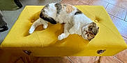 Réglisse participe au concours pour gagner de l'argent avec cette photo : cat, yellow_bench, indoor, furniture, tile_floor, relaxed, pet, animal, fluffy, multi_colored, cushion, resting, laying_down, curious, cozy, domestic, home, leg, wooden_legs, comfort