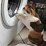 cat, calico_cat, washing_machine, laundry_room, cleaning_supplies, floor_tiles, paw, curious, household, appliance, indoor, pet, fur, white, orange, brown, black, side_view, home, scale