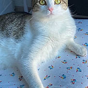 Niles is registered to the contest to win money with this photo: animal, bedspread, cat, cozy, curious, feline, floral_pattern, fluffy, indoor, looking_at_camera, mischievous, paw, pet, pink_nose, relaxed, soft_light, tabby, whiskers, white_fur, yellow_eyes