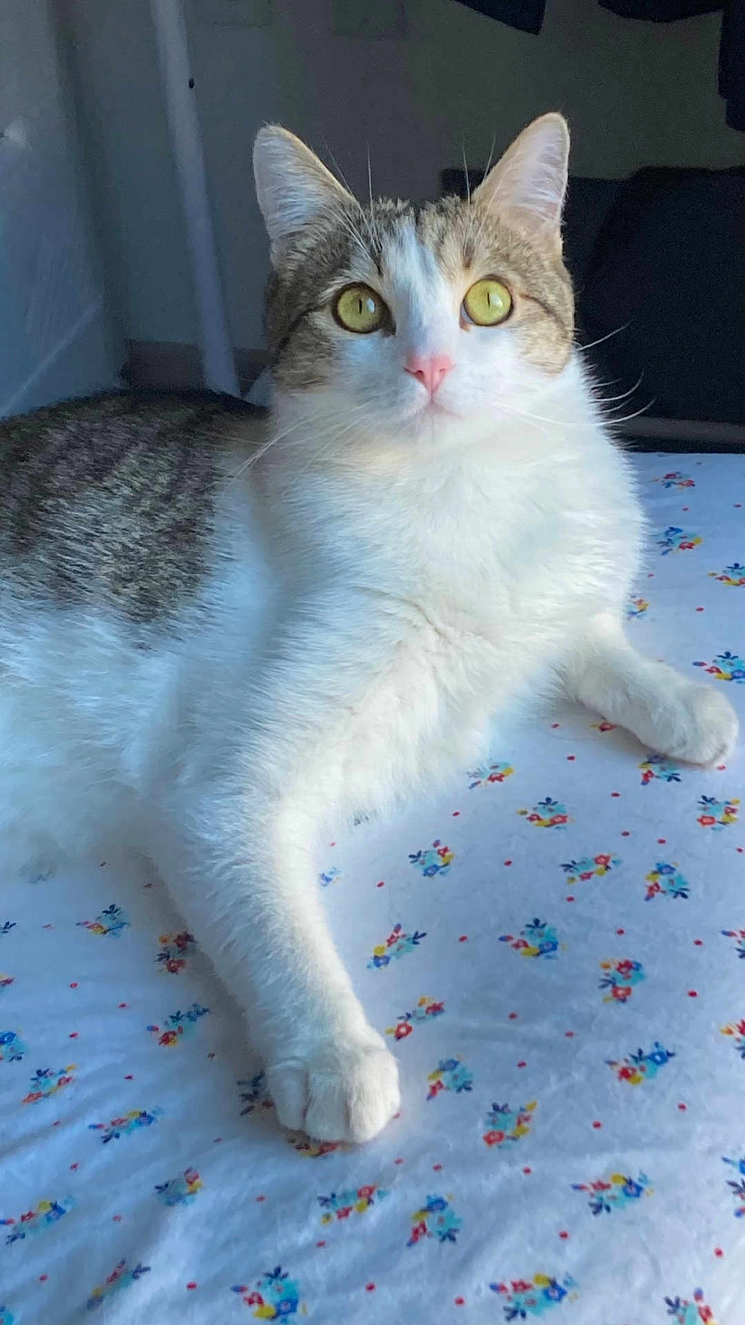 Niles is registered to the contest to win money with this photo: animal, bedspread, cat, cozy, curious, feline, floral_pattern, fluffy, indoor, looking_at_camera, mischievous, paw, pet, pink_nose, relaxed, soft_light, tabby, whiskers, white_fur, yellow_eyes