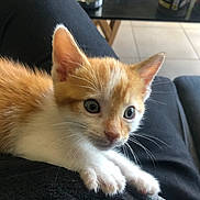 Channel a rejoint le concours — aidez-le/la à gagner de superbes lots ! kitten, orange_cat, white_cat, pet, animal, cute, indoor, lap, feline, whiskers, ears, eyes, fur, person, black_pants, couch, table, home, curious, young_cat
