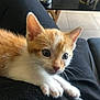 kitten, orange_cat, white_cat, pet, animal, cute, indoor, lap, feline, whiskers, ears, eyes, fur, person, black_pants, couch, table, home, curious, young_cat