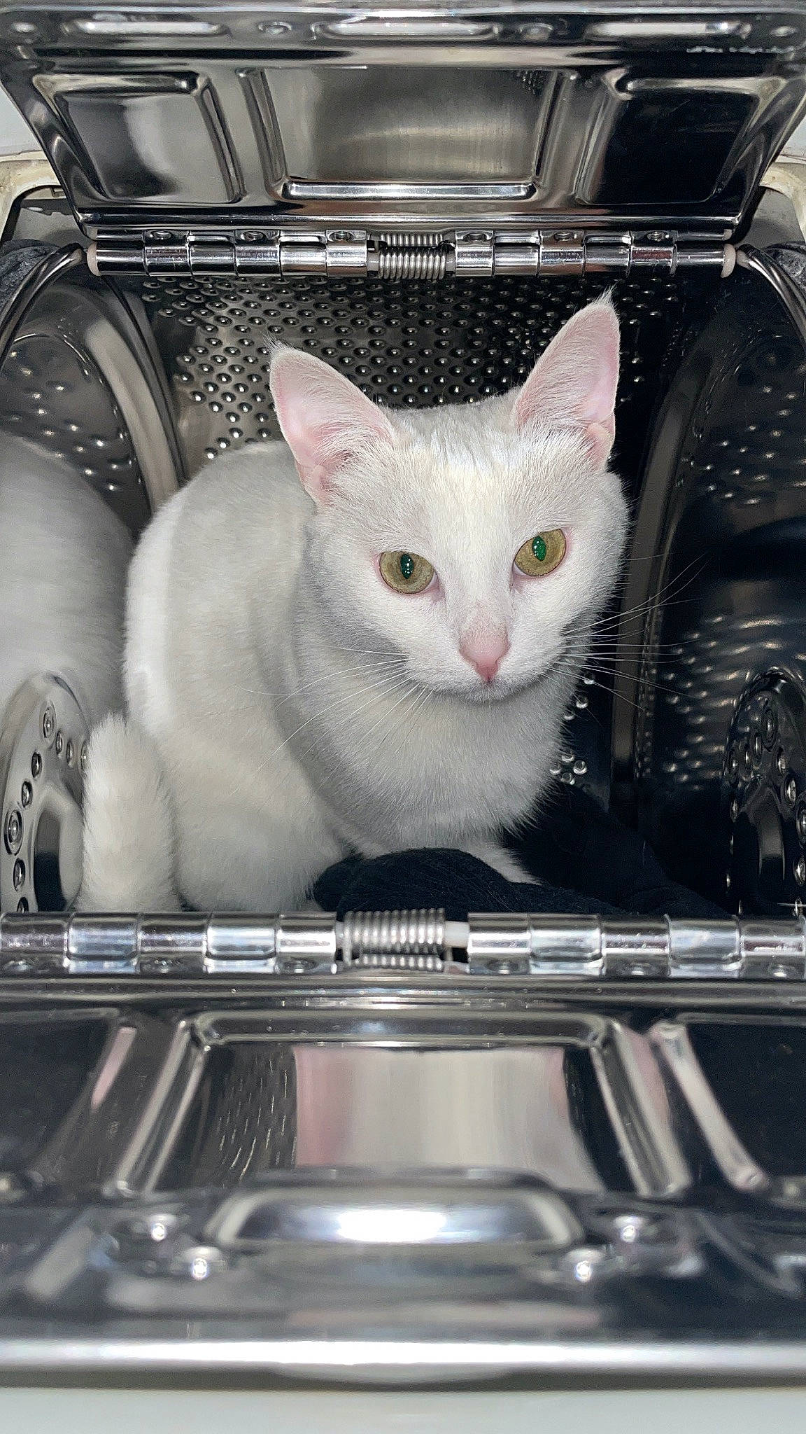 Tapioca a rejoint le concours — aidez-le/la à gagner de superbes lots ! auto_part, automotive_design, automotive_exterior, automotive_lighting, box, carnivore, cat, domestic_short_haired_cat, fawn, felidae, hood, paw, personal_luxury_car, rim, small_to_medium_sized_cats, snout, vehicle_door, vehicle_registration_plate, whiskers, windshield