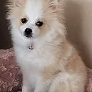 Sally a rejoint le concours — aidez-le/la à gagner de superbes lots ! dog, fluffy, white, beige, pet, cute, indoors, blanket, plush_toy, small_dog, fur, ears, sitting, looking, animal, companion, cozy, soft, cute_pet, domestic_animal