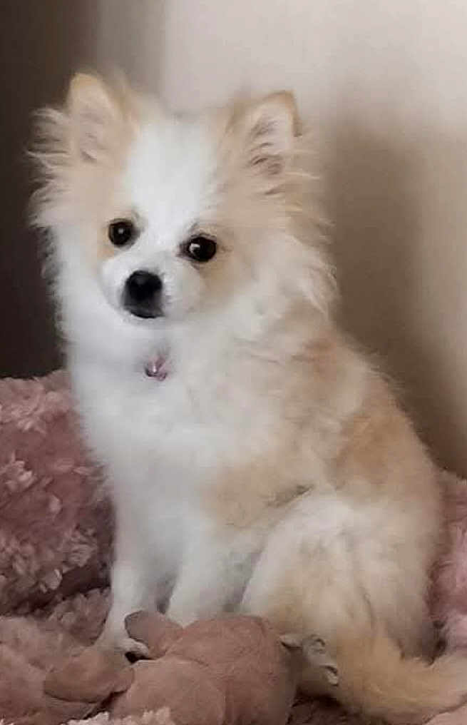 Sally a rejoint le concours — aidez-le/la à gagner de superbes lots ! dog, fluffy, white, beige, pet, cute, indoors, blanket, plush_toy, small_dog, fur, ears, sitting, looking, animal, companion, cozy, soft, cute_pet, domestic_animal