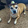 animal, brown_fur, calm, carpet, close_up, companion, cowboy_hat, cute, dog, domestic, floor, furniture, indoor, looking_at_camera, paw, pet, resting, small_hat, toy, wearing