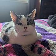 Star is registered to the contest to win money with this photo: animal, bedroom, blanket, cat, cozy, crochet, ears, feline, fur, gray, indoor, pet, pink, purple, relaxing, resting, soft_light, whiskers, white, window