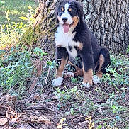 Lilly joined the competition — help win amazing prizes! animal, bernese_mountain_dog, canine, daylight, dog, forest_floor, fur, grass, greenery, happy, nature, outdoor, pet, plants, puppy, sitting, sunlight, tongue_out, tree_trunk, woodland