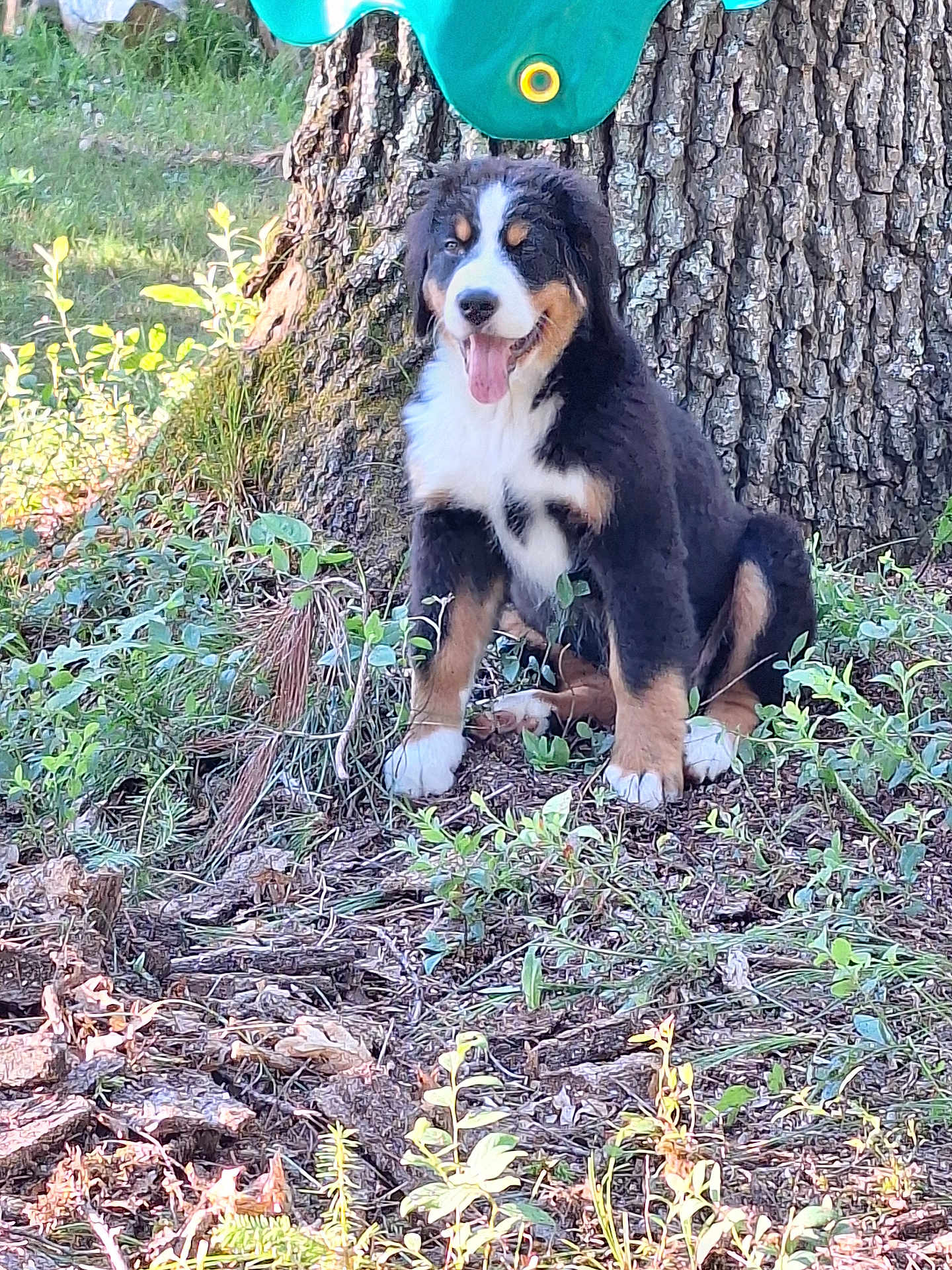 Lilly joined the competition — help win amazing prizes! animal, bernese_mountain_dog, canine, daylight, dog, forest_floor, fur, grass, greenery, happy, nature, outdoor, pet, plants, puppy, sitting, sunlight, tongue_out, tree_trunk, woodland