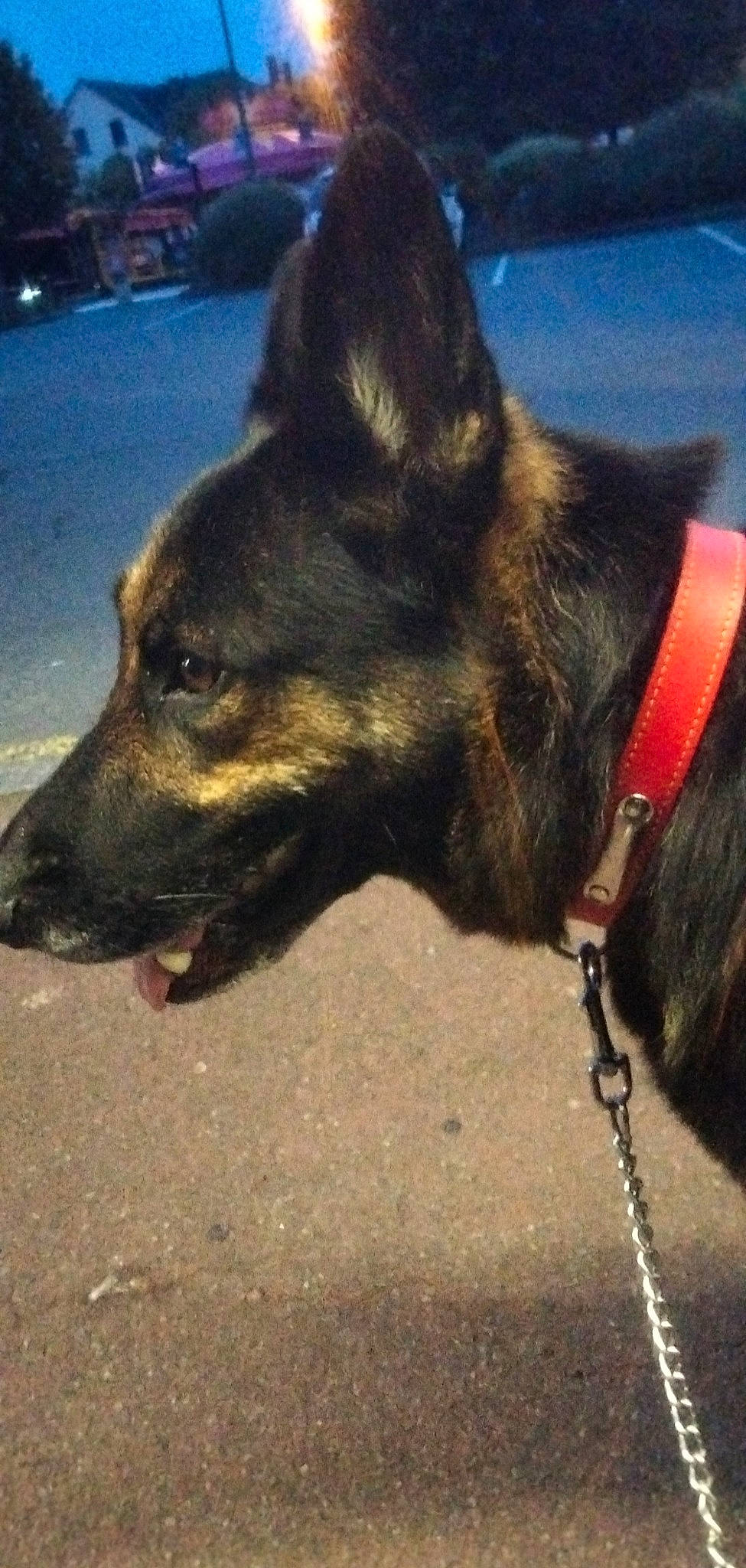 Java a rejoint le concours — aidez-le/la à gagner de superbes lots ! canidae, carnivore, cloud, collar, companion_dog, dog, dog_breed, dog_collar, fawn, fur, herding_dog, metal, paw, road_surface, snout, sporting_group, terrestrial_animal, whiskers, window, working_animal