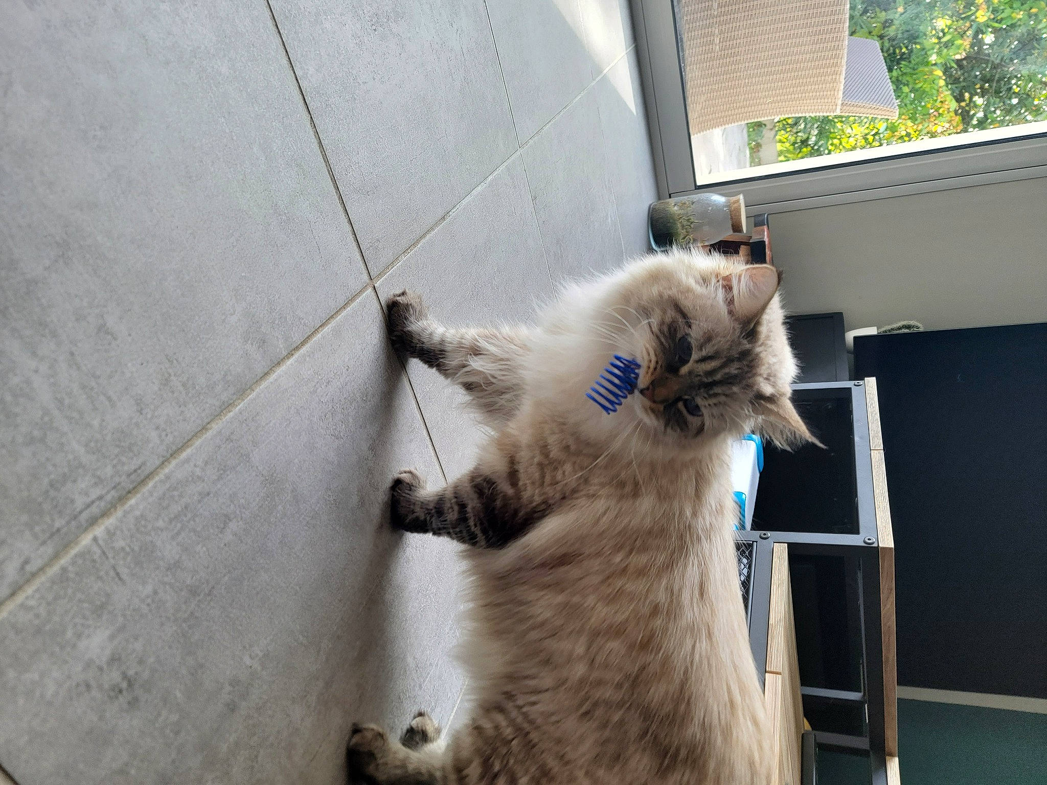 Sawyer a rejoint le concours — aidez-le/la à gagner de superbes lots ! canidae, carnivore, cat, claw, domestic_short_haired_cat, fawn, felidae, flooring, fur, hardwood, paw, ragdoll, small_to_medium_sized_cats, snout, tail, thai, whiskers, window, wood