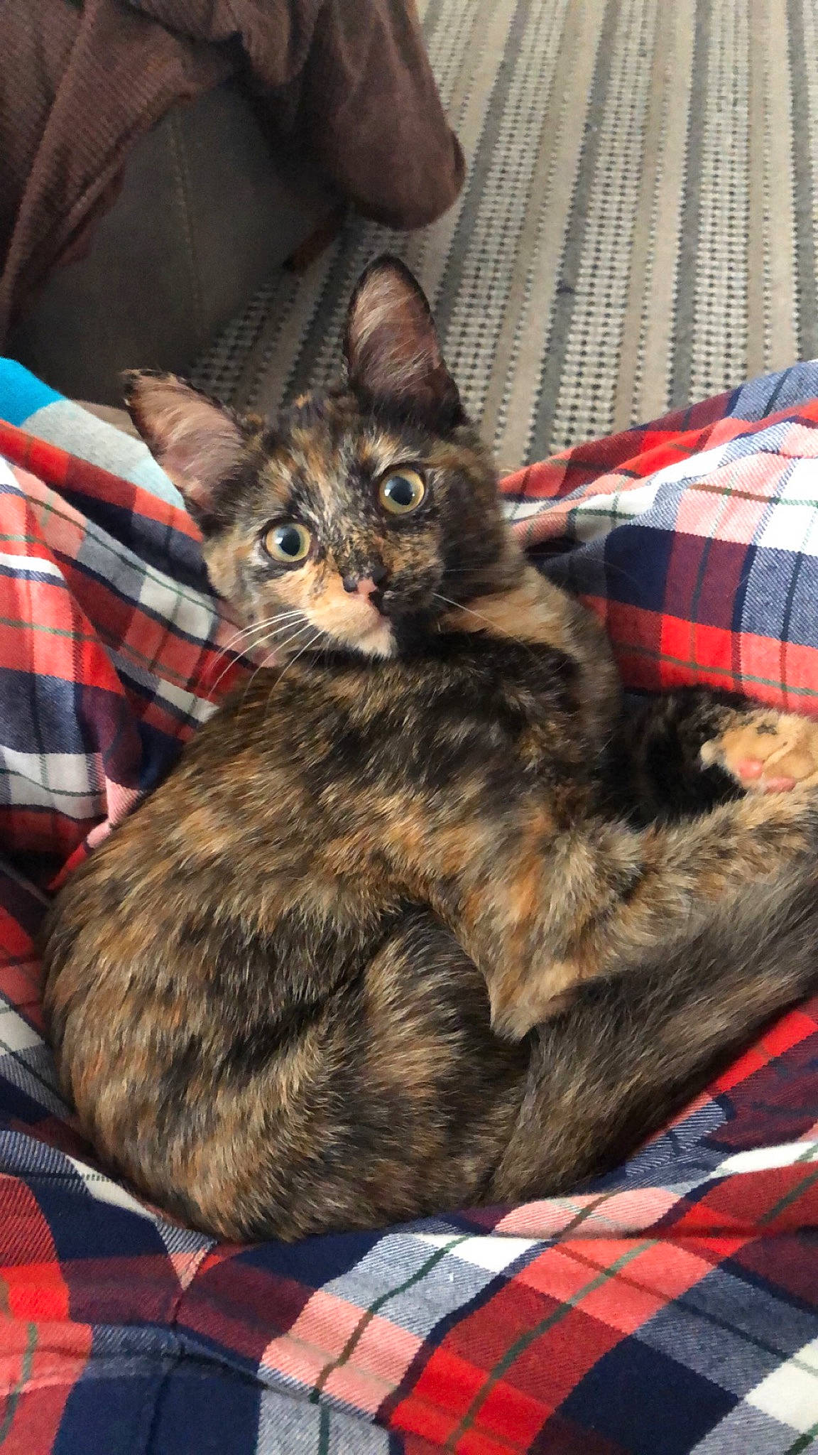 Reese is registered to the contest to win money with this photo: box, carnivore, cat, claw, comfort, domestic_short_haired_cat, felidae, fur, linens, pattern, paw, plaid, sitting, small_to_medium_sized_cats, snout, tail, tartan, whiskers