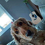 Théo participe au concours pour gagner de l'argent avec cette photo : animal, closeup, cocker_spaniel, couch, cozy, curious, daylight, dog, framed_picture, fur, guitar, home, indoor, leather, living_room, pet, plant, relaxed, seated, window