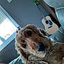 animal, closeup, cocker_spaniel, couch, cozy, curious, daylight, dog, framed_picture, fur, guitar, home, indoor, leather, living_room, pet, plant, relaxed, seated, window