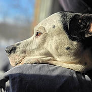 Polo joined the competition — help win amazing prizes! dog, pet, animal, side_view, resting, window, sunlight, fur, black_and_white, close_up, portrait, calm, indoor, domestic_animal, looking_out, soft_surface, daylight, relaxed, canine, profile
