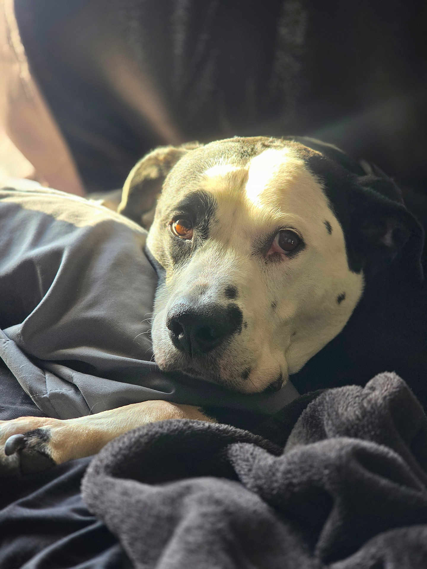 Polo is registered to the contest to win money with this photo: dog, pet, animal, bed, blanket, resting, sleepy, cozy, fur, closeup, indoor, comfort, relaxed, paw, black_and_white, sunlight, portrait, snout, cute, domestic