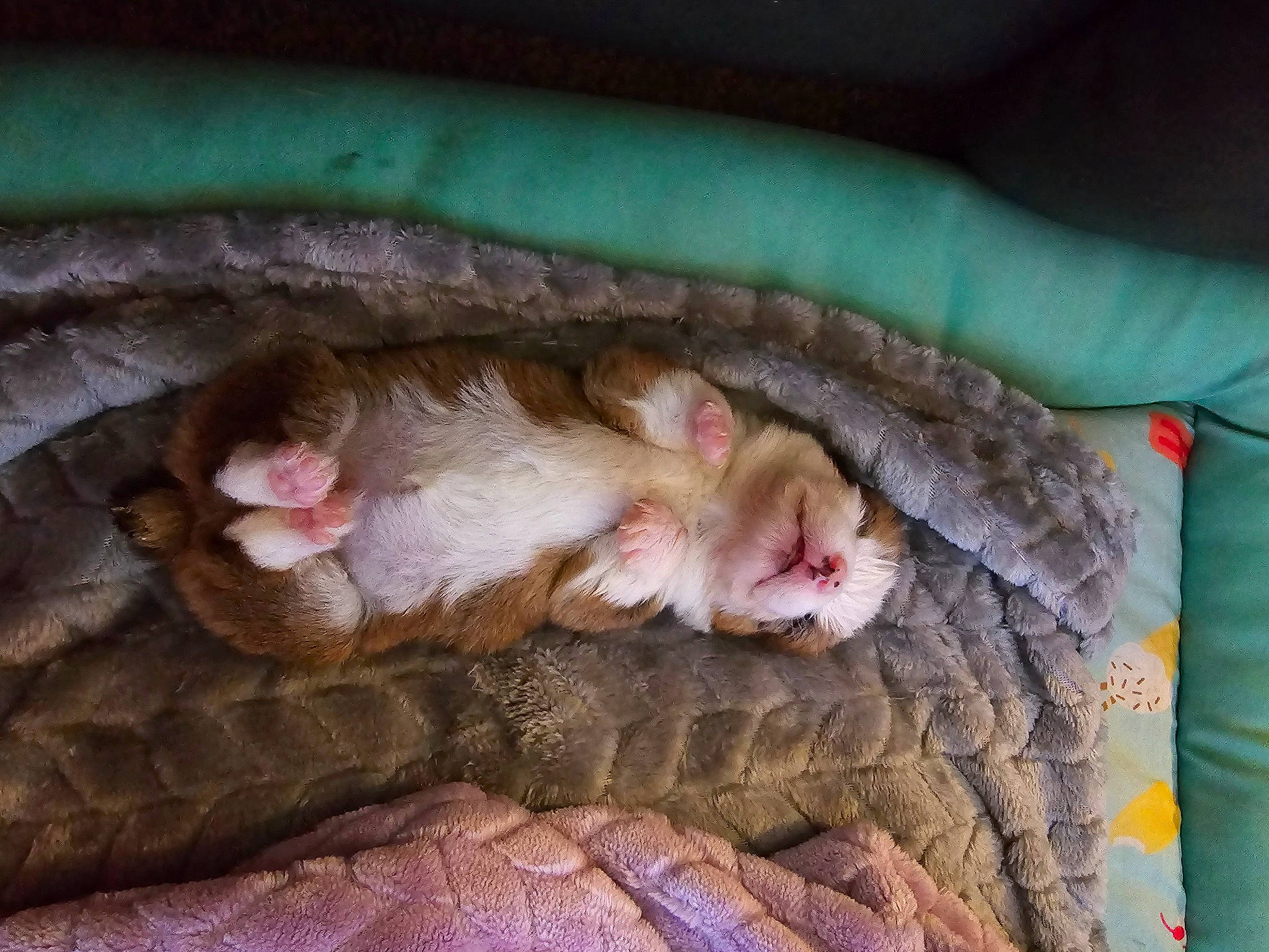 Lil Bit joined the competition — help win amazing prizes! comfort, couch, fawn, felidae, fur, linens, paw, small_to_medium_sized_cats, snout, tail, terrestrial_animal, whiskers