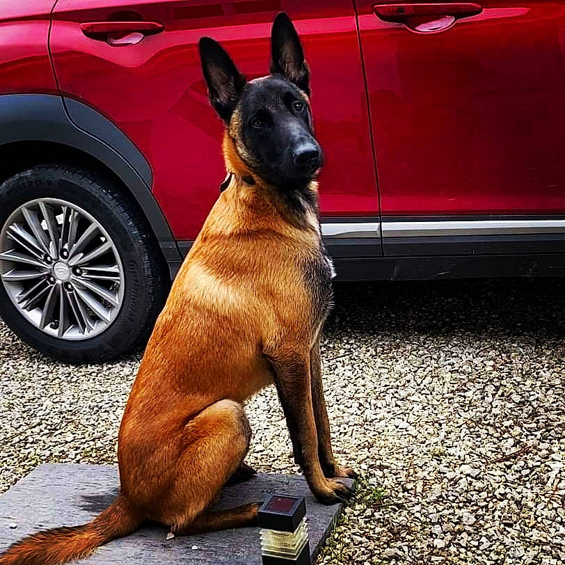 Twix participe au concours pour gagner de l'argent avec cette photo : belgian_shepherd, belgian_shepherd_malinois, canidae, carnivore, dog, dog_breed, fawn, mammal, police_dog, snout, vertebrate, working_dog