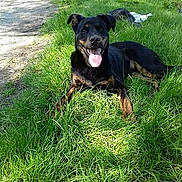 Spock a rejoint le concours — aidez-le/la à gagner de superbes lots ! beauceron, black_and_tan_terrier, canidae, carlin_pinscher, carnivore, dog, dog_breed, gladiolus, grass, huntaway, hunting_dog, jagdterrier, mammal, patterdale_terrier, plant, rare_breed_dog, sporting_group, vertebrate