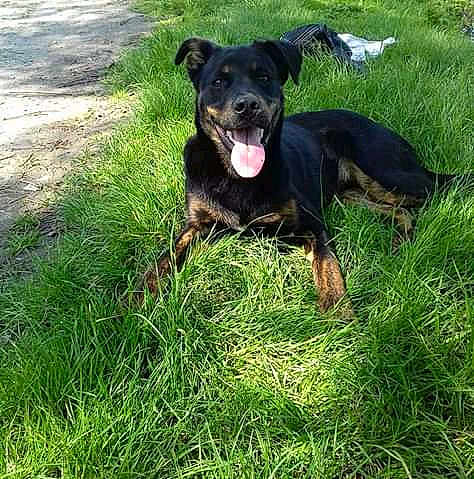 Spock a rejoint le concours — aidez-le/la à gagner de superbes lots ! beauceron, black_and_tan_terrier, canidae, carlin_pinscher, carnivore, dog, dog_breed, gladiolus, grass, huntaway, hunting_dog, jagdterrier, mammal, patterdale_terrier, plant, rare_breed_dog, sporting_group, vertebrate