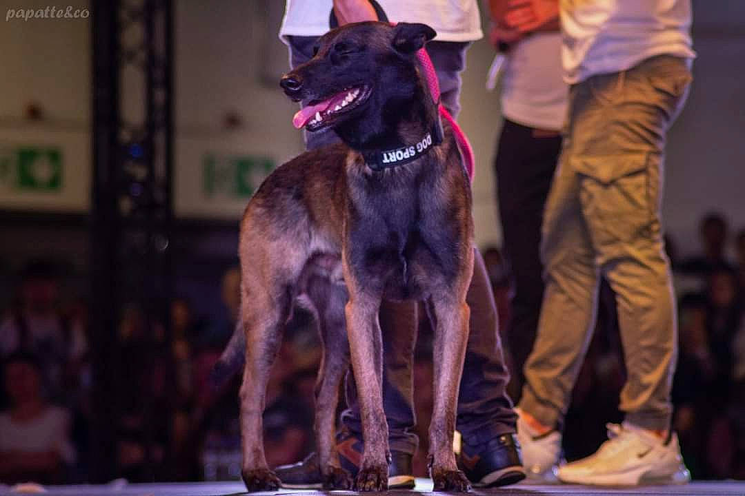 One participe au concours pour gagner de l'argent avec cette photo : animal_sports, canidae, carnivore, collar, companion_dog, conformation_show, dog, dog_breed, dog_collar, dog_sports, event, fawn, fur, guard_dog, law_enforcement, leash, snout, sporting_group, working_animal, working_dog