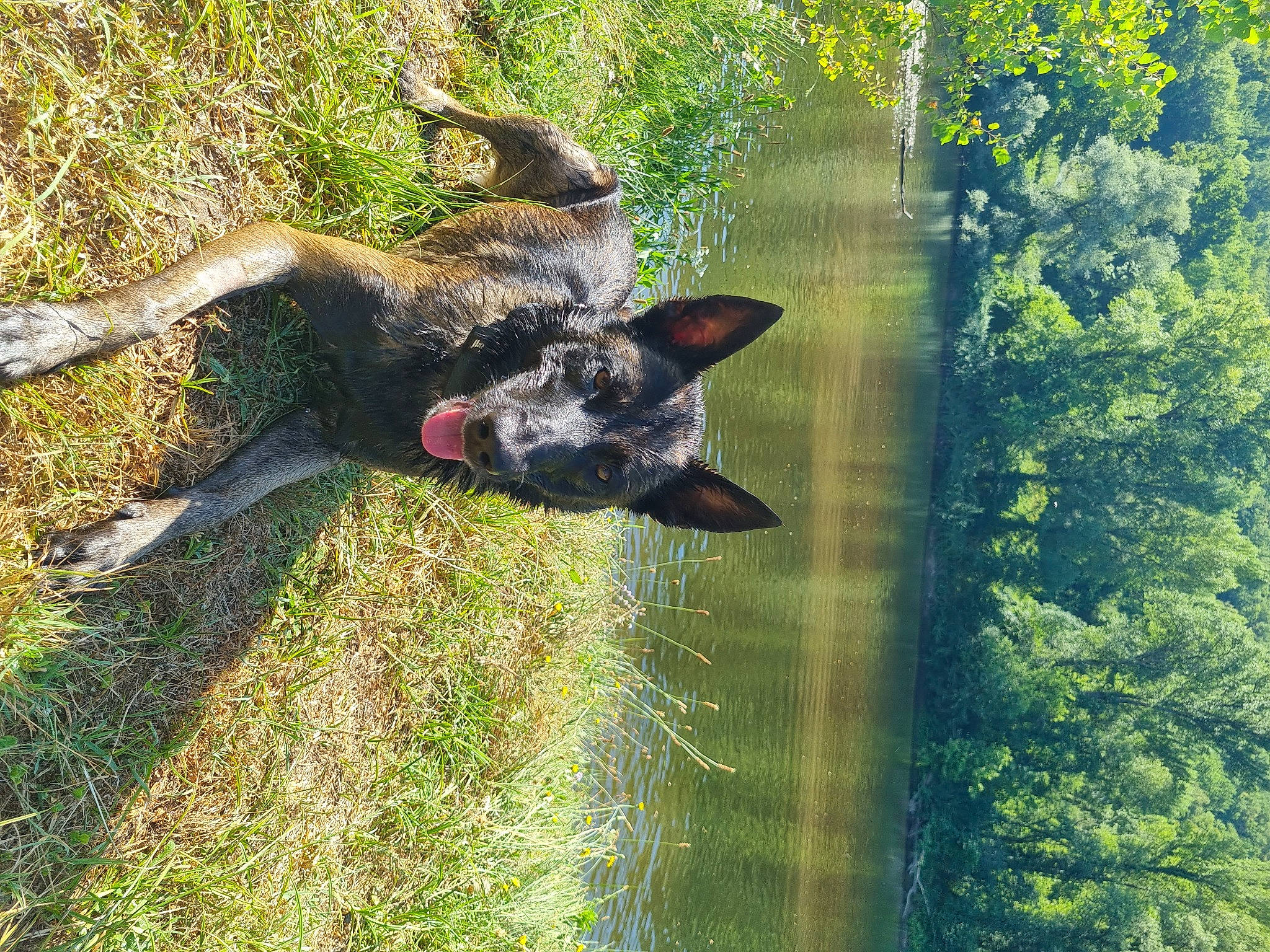 One participe au concours pour gagner de l'argent avec cette photo : canidae, carnivore, companion_dog, dog, dog_breed, east_european_shepherd, fawn, grass, guard_dog, herding_dog, king_shepherd, plant, snout, sporting_group, tail, tree, water, window, working_animal, working_dog