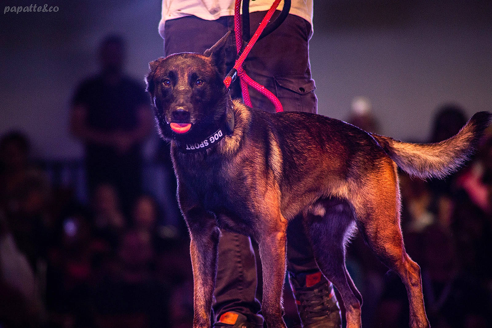 One a rejoint le concours — aidez-le/la à gagner de superbes lots ! canidae, carnivore, collar, companion_dog, dog, dog_breed, dog_collar, dog_sports, dog_supply, electric_blue, event, fawn, fur, hat, leash, magenta, purple, snout, sporting_group, working_animal