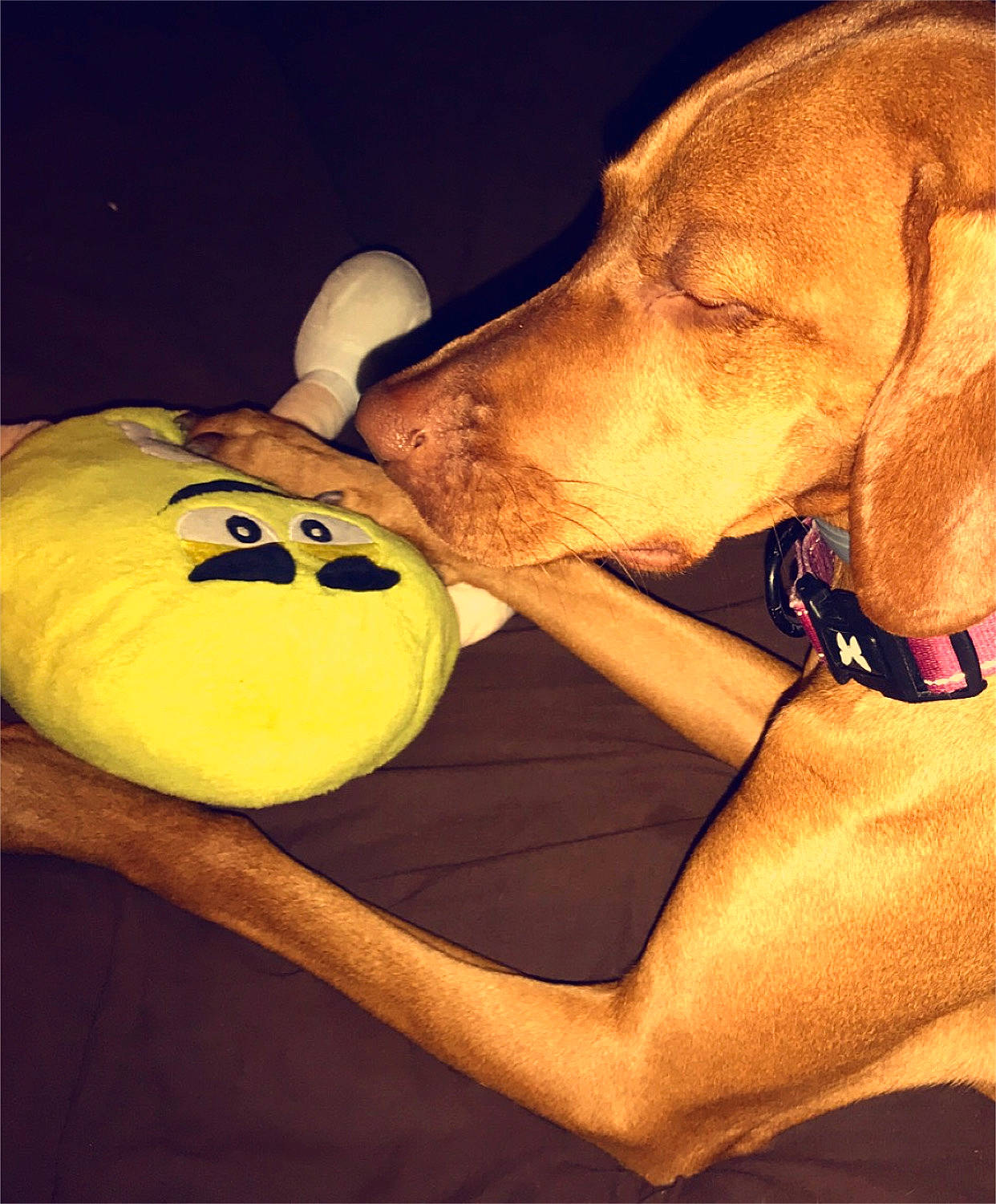 Naomie a rejoint le concours — aidez-le/la à gagner de superbes lots ! ball, canidae, carnivore, dog, dog_breed, dog_toy, paw, puppy_love, rhodesian_ridgeback, snout, sporting_group, tennis_ball, vizsla, yellow