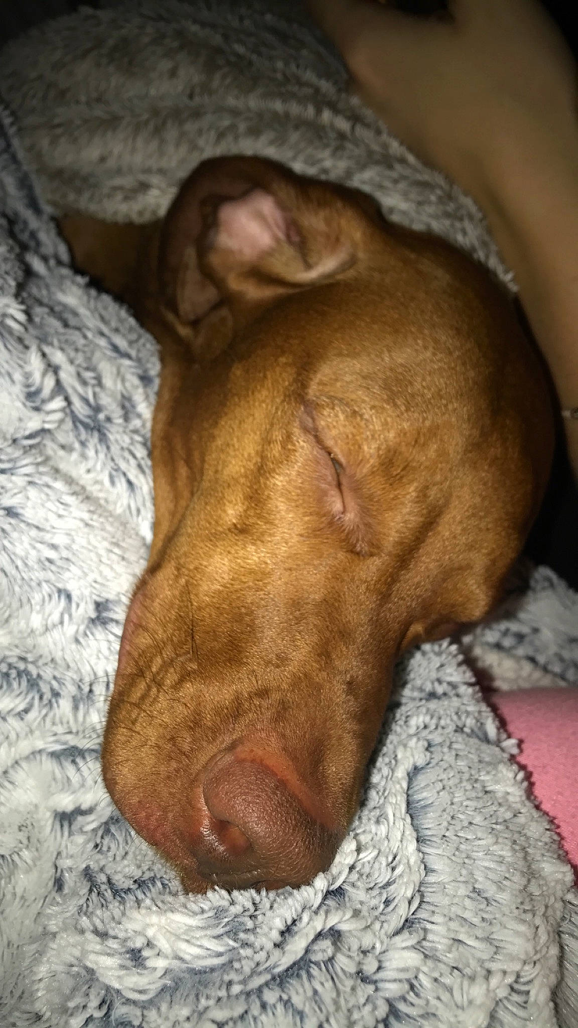 Naomie a rejoint le concours — aidez-le/la à gagner de superbes lots ! canidae, carnivore, cirneco_delletna, dog, dog_breed, ear, fawn, liver, mammal, nose, peruvian_hairless_dog, pharaoh_hound, podenco_canario, pointing_breed, snout, sporting_group, vertebrate, vizsla