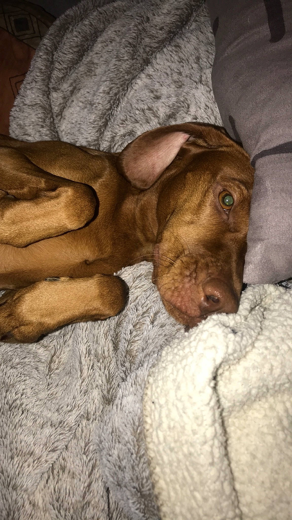 Naomie a rejoint le concours — aidez-le/la à gagner de superbes lots ! canidae, carnivore, dog, dog_breed, dogue_de_bordeaux, fawn, liver, mountain_cur, pointer, pointing_breed, puppy, sporting_group, vizsla, weimaraner