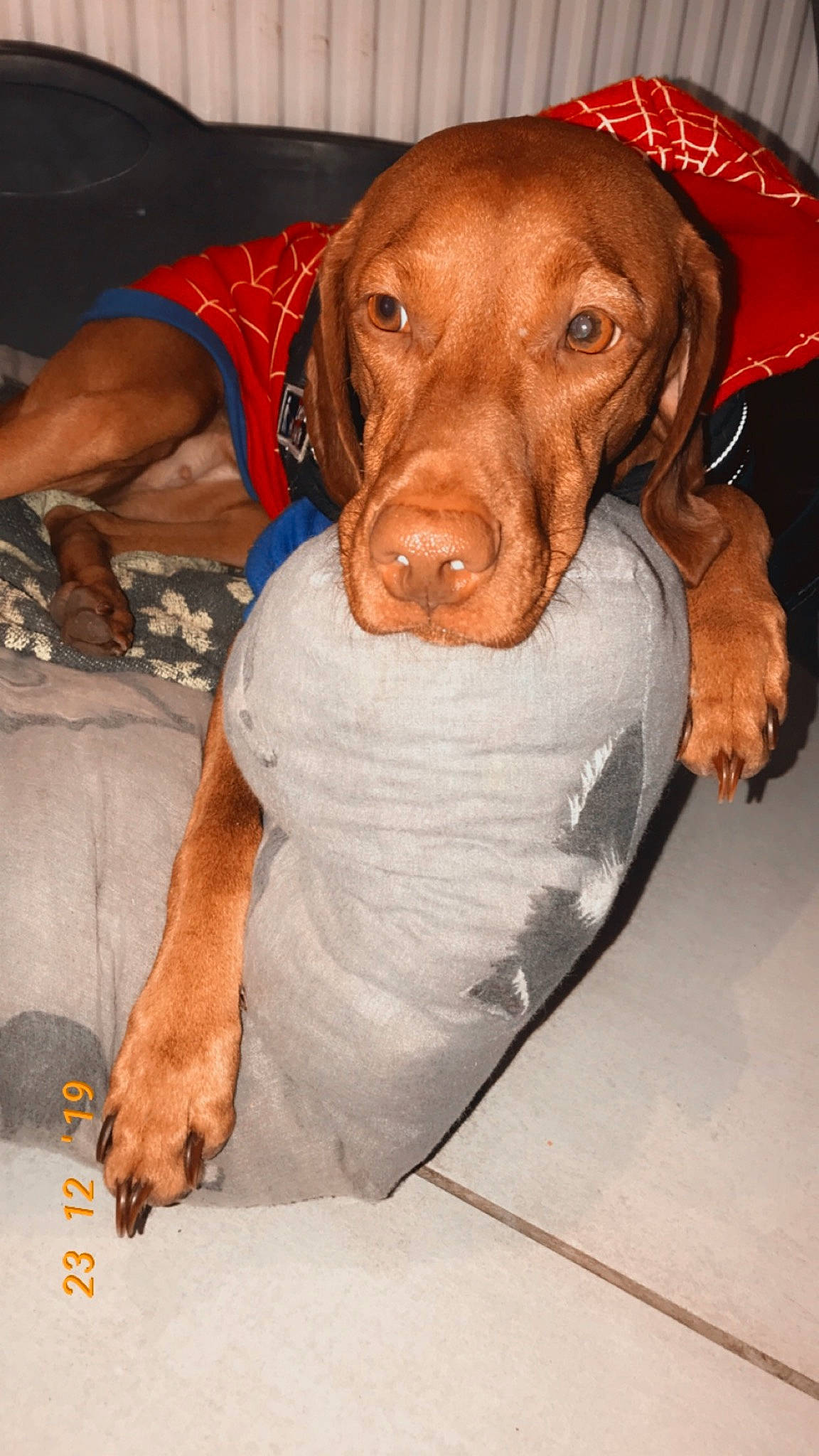 Naomie participe au concours pour gagner de l'argent avec cette photo : canidae, carnivore, companion_dog, dog, dog_breed, fawn, hunting_dog, liver, mammal, pointer, pointing_breed, redbone_coonhound, sporting_group, vertebrate, vizsla, wirehaired_vizsla