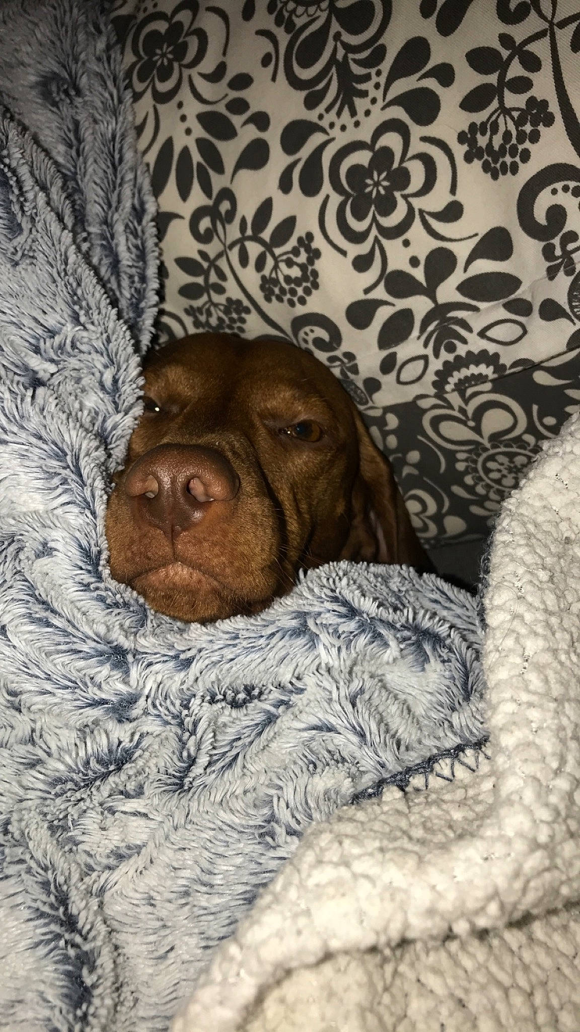 Naomie a rejoint le concours — aidez-le/la à gagner de superbes lots ! bracco_italiano, canidae, carnivore, dog, dog_breed, dogue_de_bordeaux, german_shorthaired_pointer, liver, mammal, pachon_navarro, pointer, pointing_breed, puppy, shar_pei, spaniel, sporting_group, vertebrate, vizsla