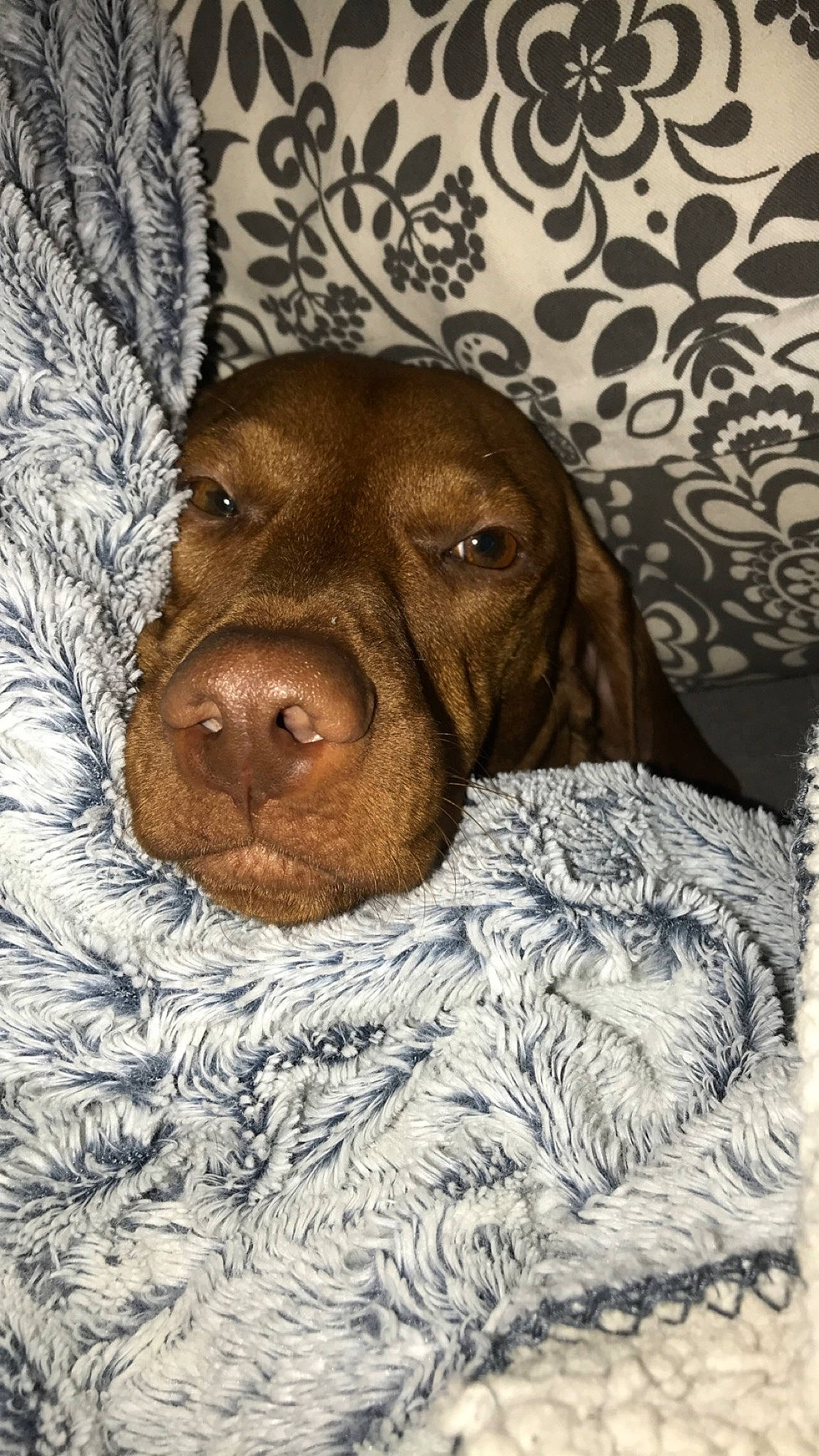 Naomie a rejoint le concours — aidez-le/la à gagner de superbes lots ! bracco_italiano, braque_francais, canidae, carnivore, dog, dog_breed, german_shorthaired_pointer, hunting_dog, liver, mammal, pachon_navarro, pointer, pointing_breed, puppy, snout, sporting_group, vertebrate, vizsla