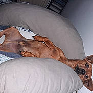 Ucky a rejoint le concours — aidez-le/la à gagner de superbes lots ! dog, brown_dog, small_dog, lying_down, upside_down, cushion, gray_cushion, bed, blanket, indoor, wall, wide_eyes, ears_up, paw, canine, pet, resting, cozy, comfortable, animal