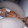 dog, brown_dog, small_dog, lying_down, upside_down, cushion, gray_cushion, bed, blanket, indoor, wall, wide_eyes, ears_up, paw, canine, pet, resting, cozy, comfortable, animal