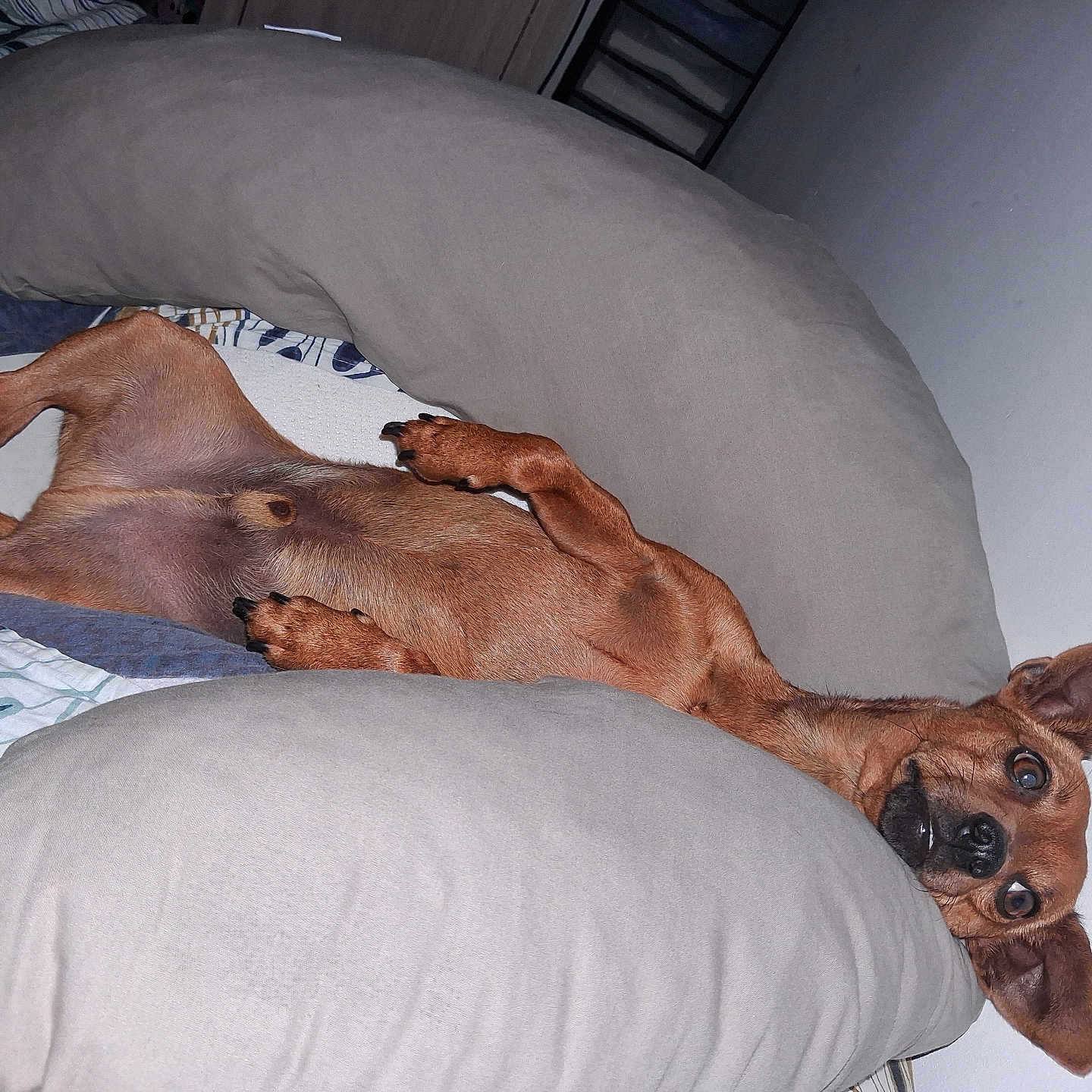 Ucky a rejoint le concours — aidez-le/la à gagner de superbes lots ! dog, brown_dog, small_dog, lying_down, upside_down, cushion, gray_cushion, bed, blanket, indoor, wall, wide_eyes, ears_up, paw, canine, pet, resting, cozy, comfortable, animal