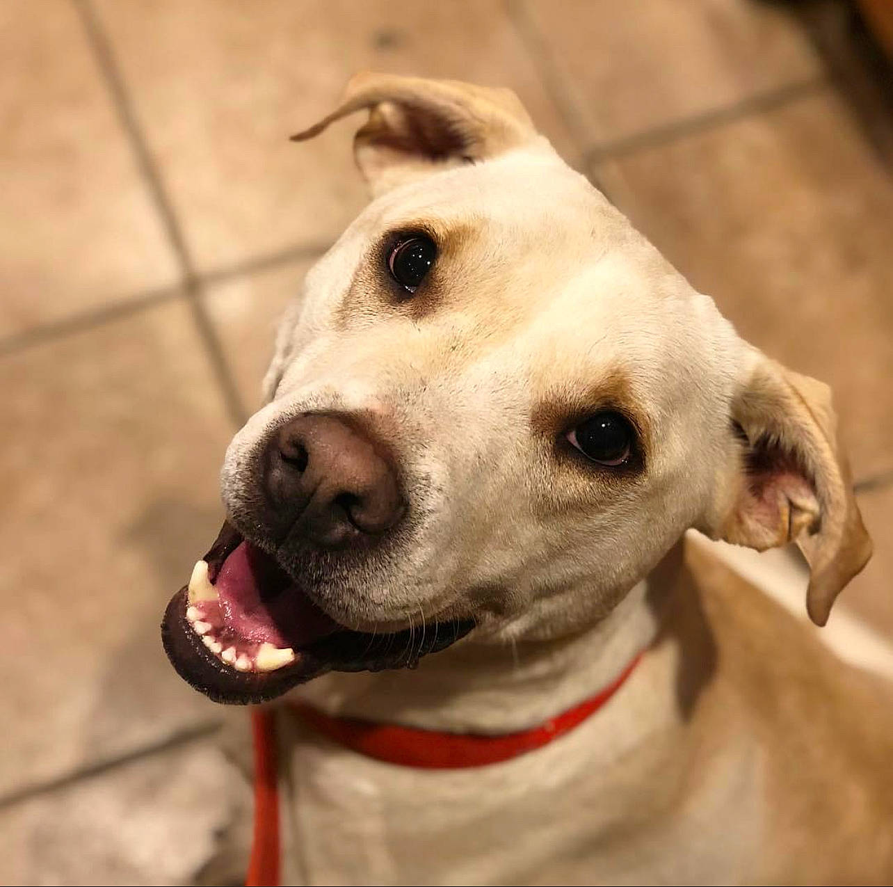 Winnie is registered to the contest to win money with this photo: canidae, carnivore, collar, companion_dog, dog, dog_breed, dog_collar, dog_supply, ear, fawn, fur, guard_dog, jaw, leash, pet_supply, selfie, snout, sporting_group, whiskers, working_animal