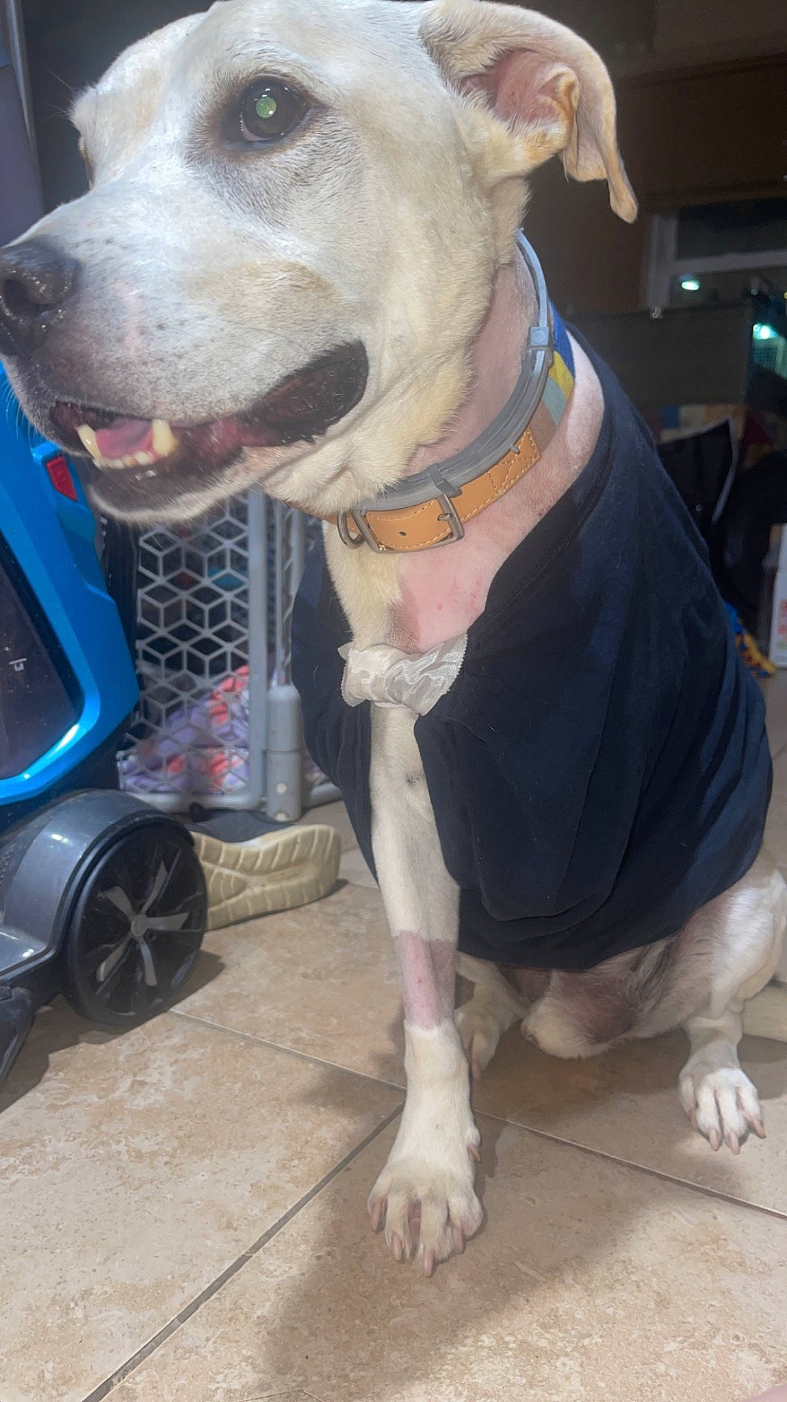 Winnie joined the competition — help win amazing prizes! carnivore, collar, companion_dog, dog, dog_breed, dog_clothes, dog_collar, dog_supply, fawn, flooring, foot, leash, mammal, pet_supply, snout, sporting_group, tire, vertebrate, wheel, working_animal