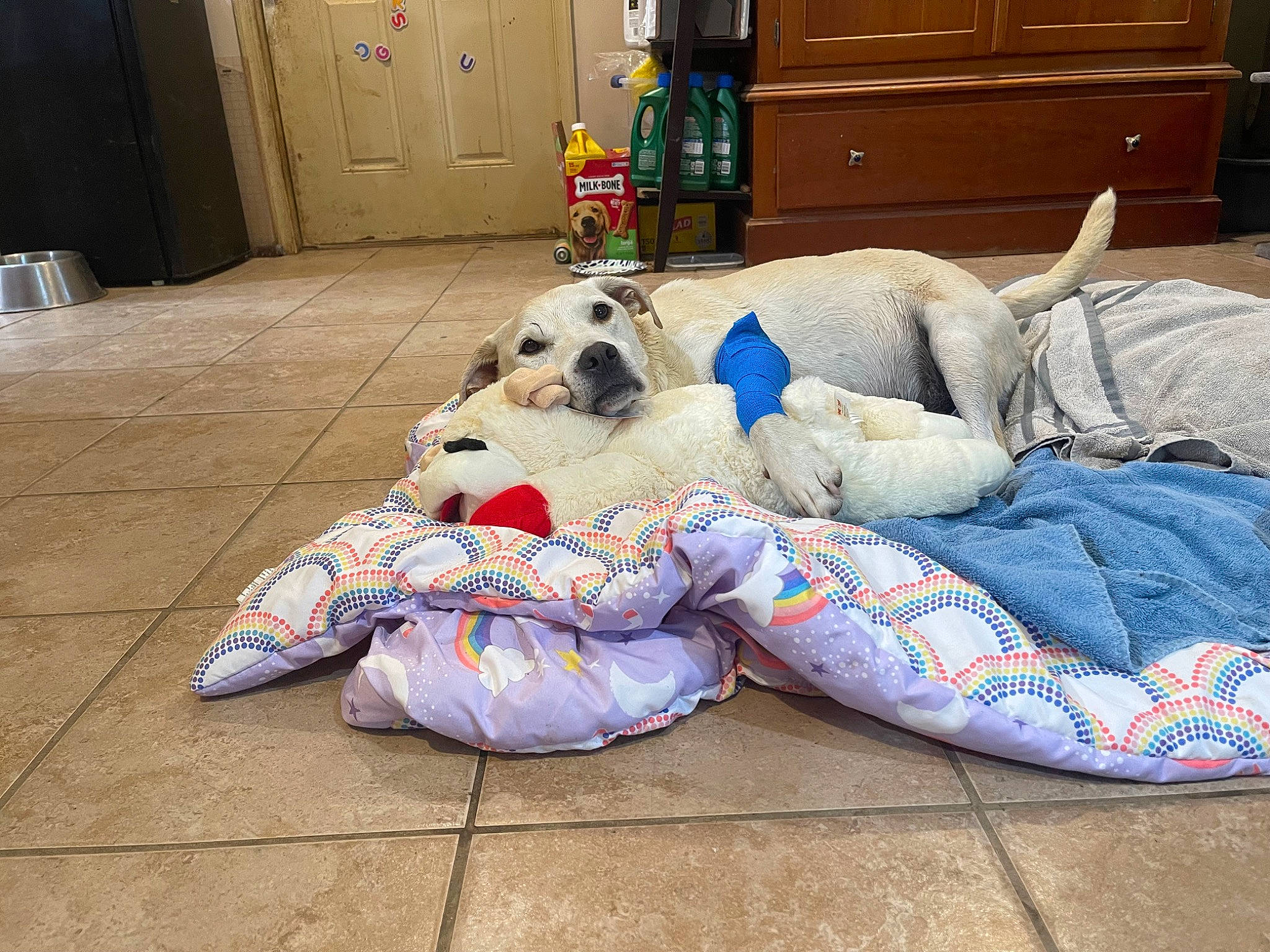 Winnie is registered to the contest to win money with this photo: cabinetry, carnivore, chest_of_drawers, comfort, companion_dog, couch, cupboard, dog_breed, drawer, fawn, flooring, fur, hardwood, linens, plush, refrigerator, room, stuffed_toy, toy, wood