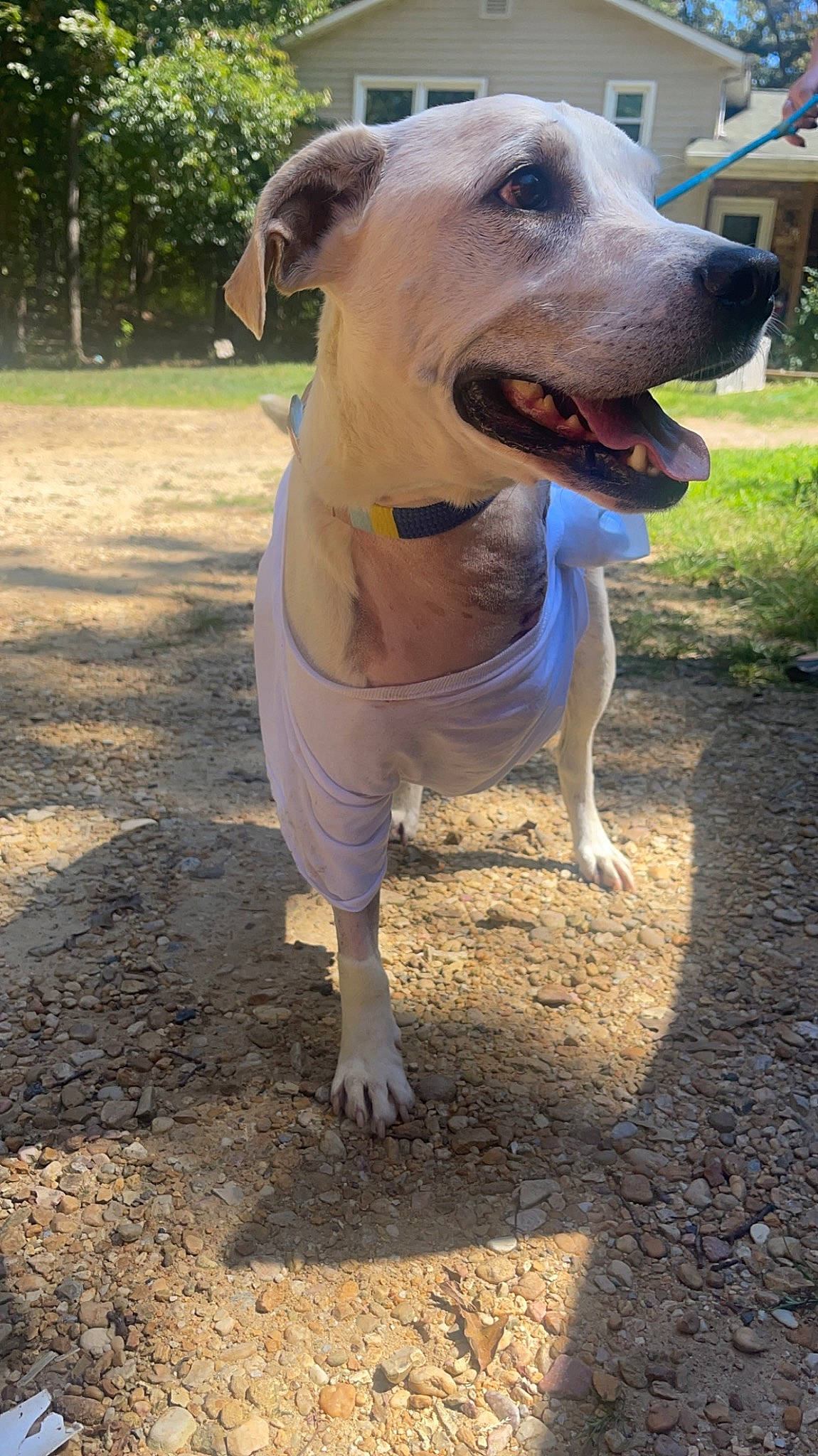 Winnie is registered to the contest to win money with this photo: canidae, carnivore, collar, companion_dog, dog, dog_breed, dog_collar, dog_supply, fang, fawn, grass, pet_supply, plant, smile, snout, soil, sporting_group, tail, whiskers, working_animal