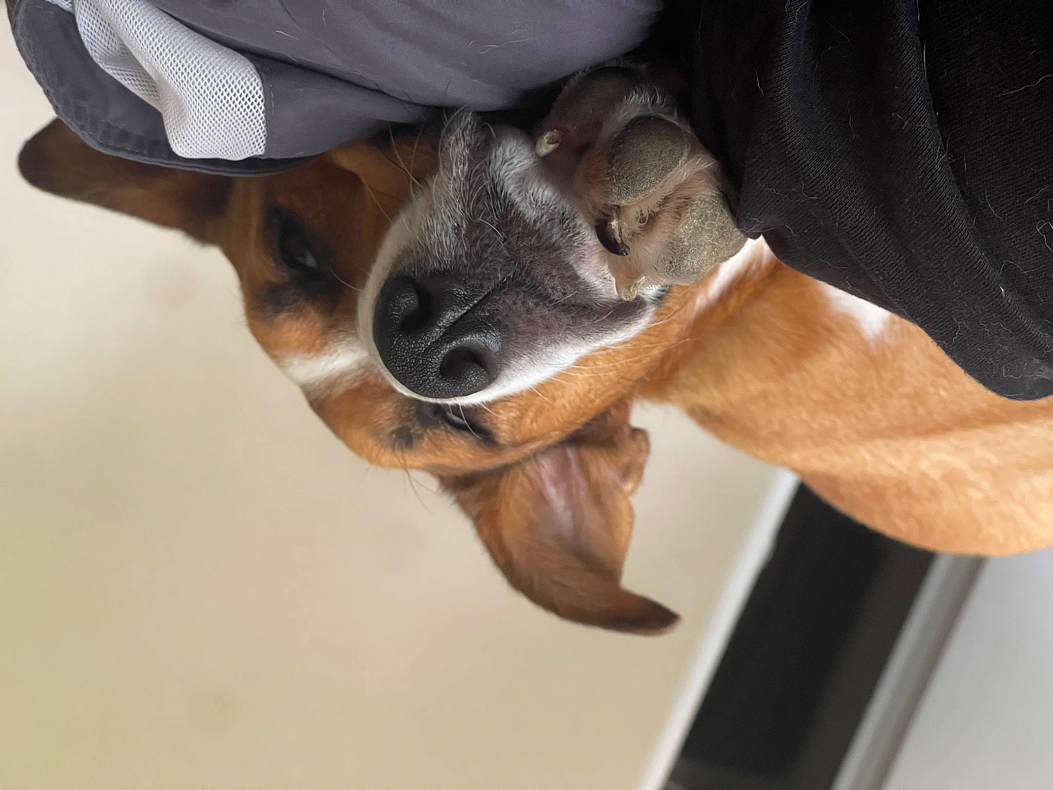 Covie is registered to the contest to win money with this photo: baseball_cap, cap, carnivore, comfort, companion_dog, dog, dog_breed, ear, elbow, fawn, fedora, fur, gesture, hat, paw, snout, sporting_group, sun_hat, working_animal, wrist