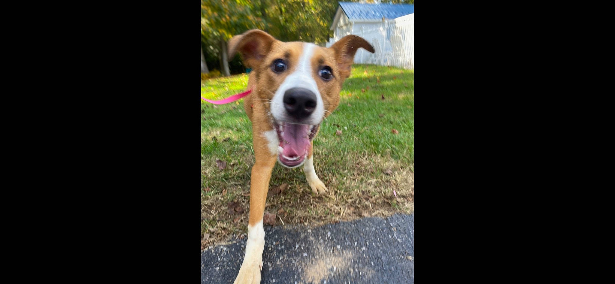 Covie is registered to the contest to win money with this photo: ancient_dog_breeds, canidae, carnivore, companion_dog, dog, dog_breed, fawn, grass, happy, paw, pet_supply, photo_caption, plant, puppy, rectangle, snout, sporting_group, street_dog, whiskers, working_animal