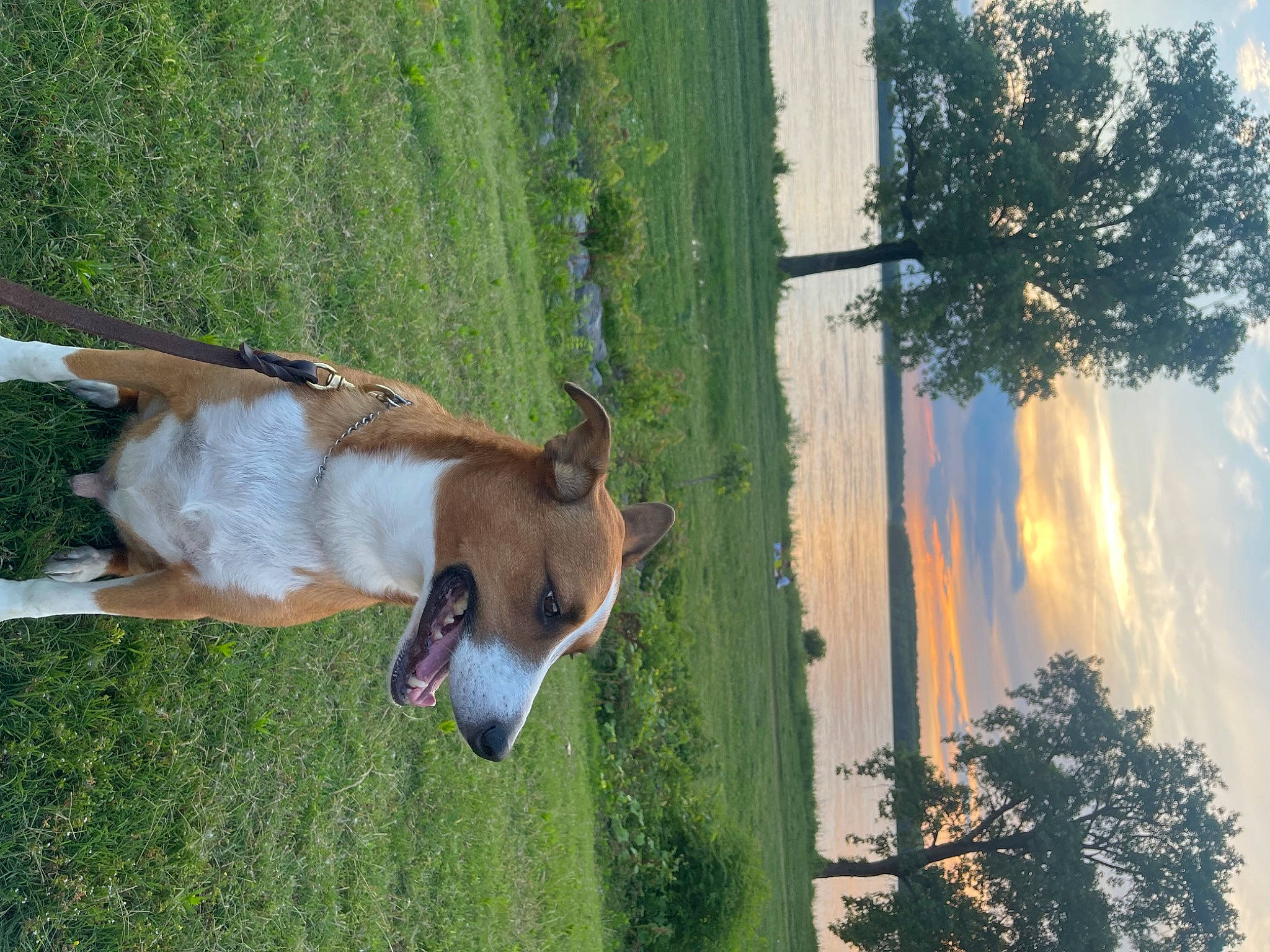 Covie joined the competition — help win amazing prizes! bovine, carnivore, collar, companion_dog, dog, dog_breed, dog_collar, fawn, grass, green, leash, plant, sky, snout, tail, tree, water, window, wood, working_animal